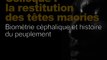 Biométrie céphalique et histoire du peuplement (Restitution des têtes maories / scientifique 3/8)