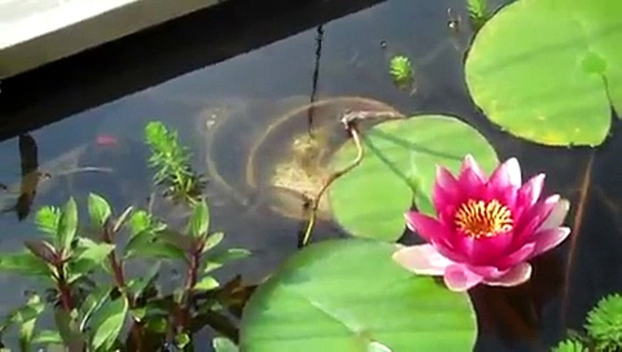 Fancy Goldfish garden pond, Torro Plants,