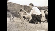 Errol Flynn, his Schnauzer dog Arno & that notorious nightclub fight. Pets4ever
