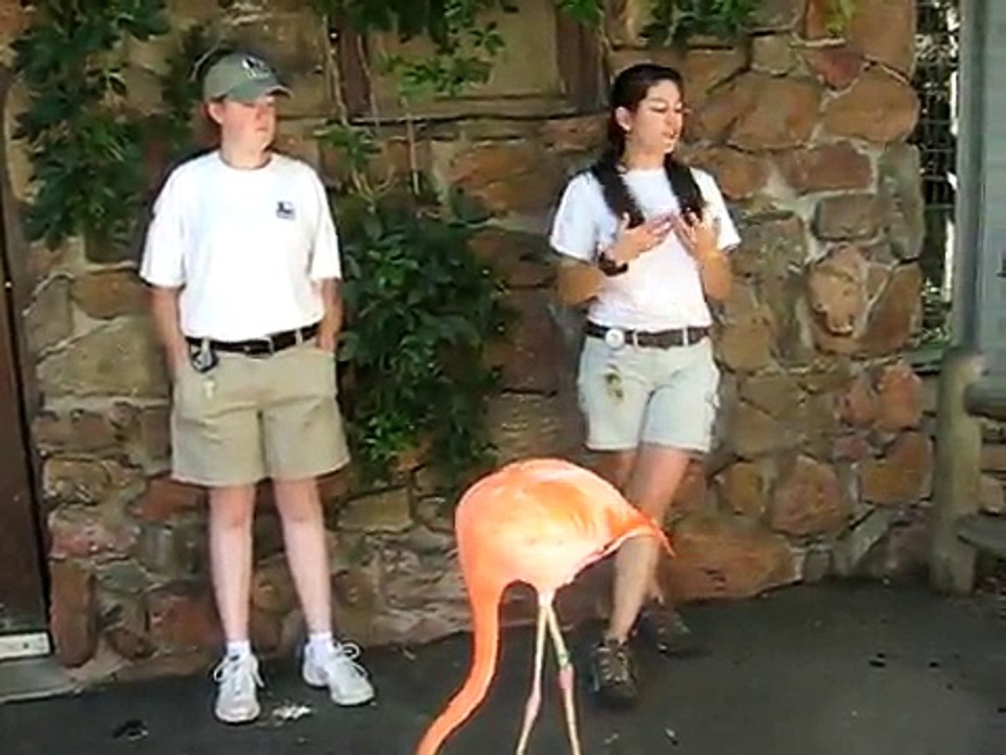 Denver Zoo Flamingo Walk