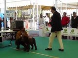 Exposición RREE de Archidona, Clase Cachorros Perros de Agua