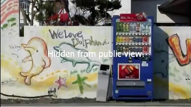 Japan's 23000 dolphins are killed for human