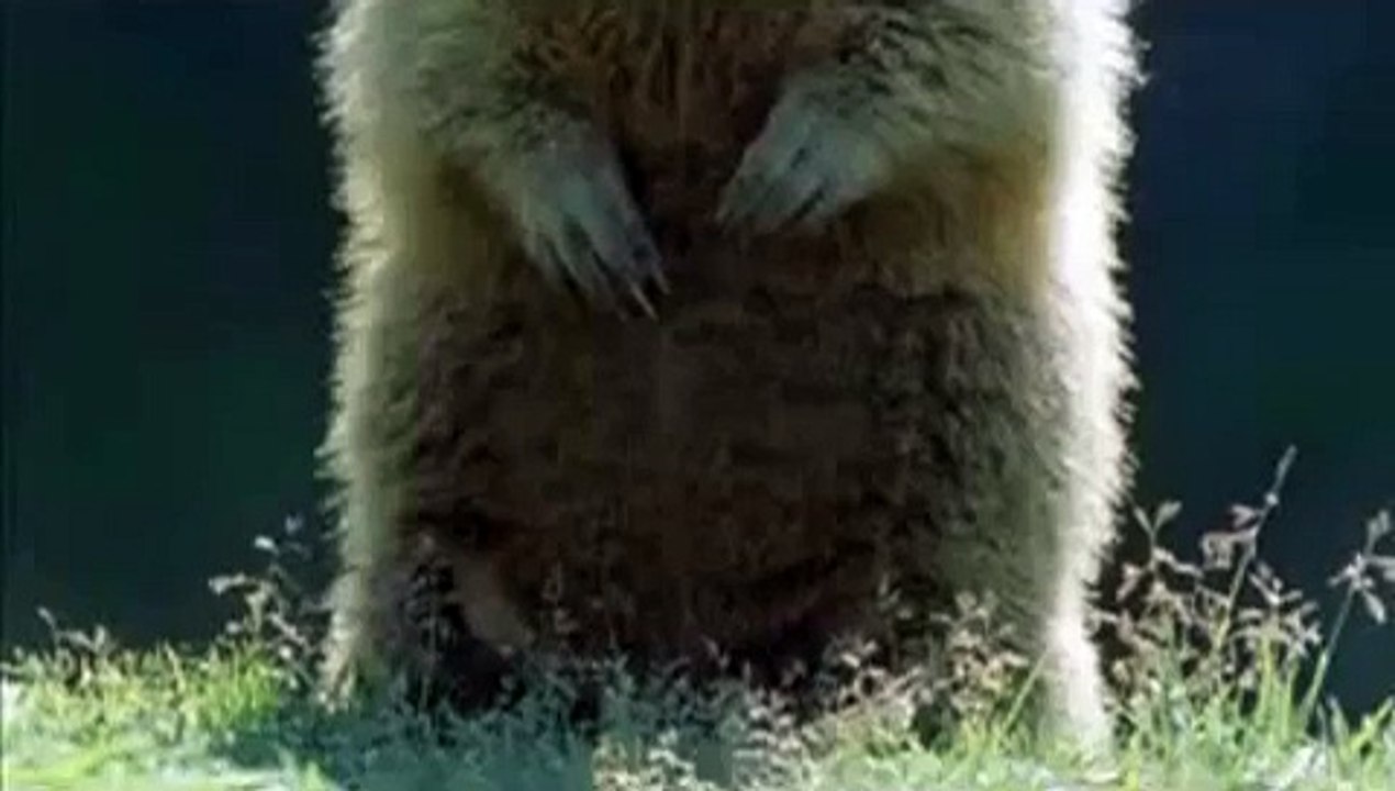 Alan Alan Alan , Ow , Steve Steve Steve , ÓÓÓMG cat , Alan Alan , Hey Hey Hey