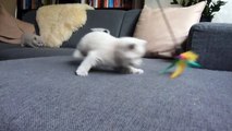 British Shorthair Kittens Playing