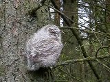 Tawny Owl