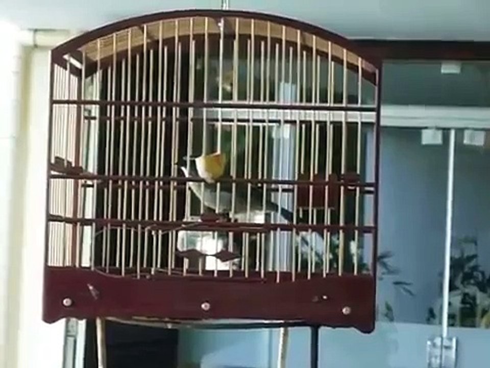 Trinca ferro nove notas boi e um trinca repetidor repetindo no fundo