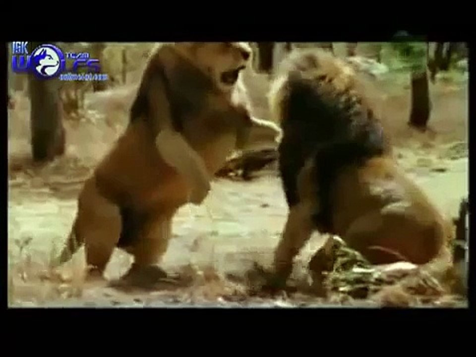 LEÃO VS LEÃO?