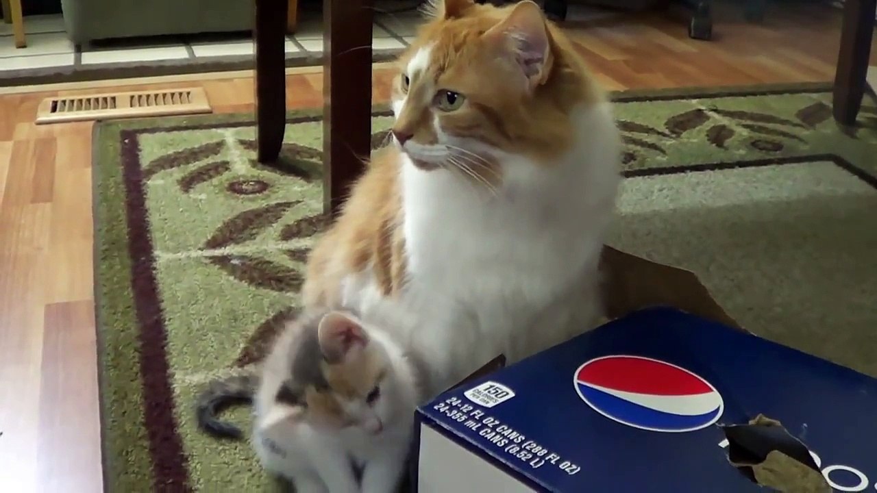 Chloe purrs for first time