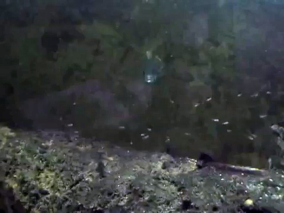 Male TRUE GREEN TERROR passing through