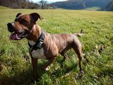 amstaff pitbull mix attila  ( suisse)