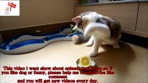Funny Vine, funny cat eating Lemon Fighter,funny videos,funny cat compilation new videos