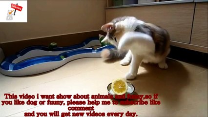Funny Vine, funny cat eating Lemon Fighter,funny videos,funny cat compilation new videos