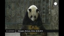 Giant panda in China gives birth to twin girls
