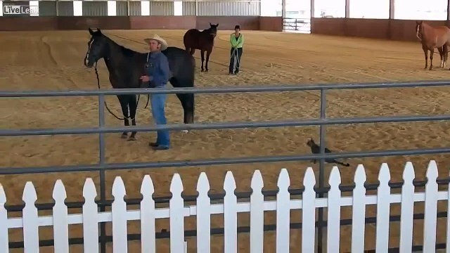 Lustige katzen videos zum totlachen | Witzige Katzen
