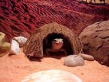 leopard geckos eating crickets