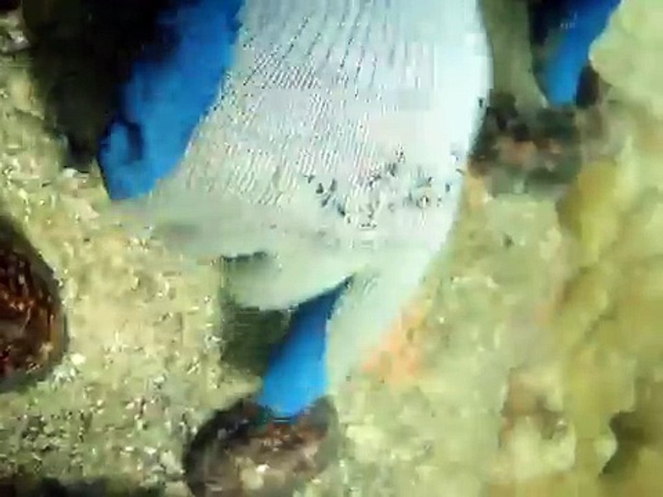 Macrocypraea_zebra_01.wmv