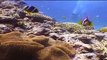 Scuba Diving-The Great Barrier Reef, Australia