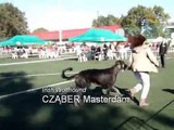 Irish Wolfhound at Dog Show