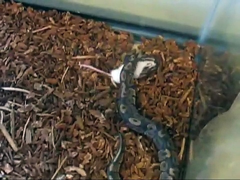 ball python eating