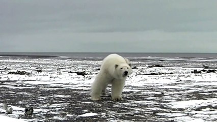 Вирусный ролик / Т. Баженов