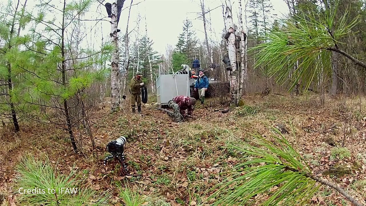 Tigre Siberiana di 400 Kg, Incredibile liberazione - Animali pericolosi