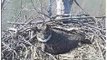 Sequoyah Bald Eagle Nest - Feb 8 2013 - 136 pm - Great Horned Owl- Egg Laying Behaviors seen