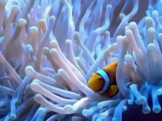 Let's Limbo - Line Dance( Linda Lee & Luvi Ong )