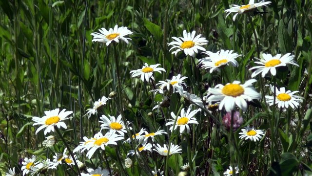 «Красивая Земля». Выбрала участок в дачном поселке Ромашкино-2 для самых близких