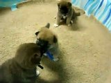 Shiba Inu puppies playing 9/1/08
