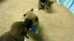 Shiba Inu puppies playing 9/1/08