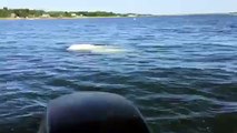 Beluga whales visiting LI waters