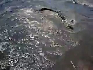 Alligator on Lake Okeechobee