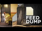 TIGERS, COOKIES AND SNAKES (Feed Dump)