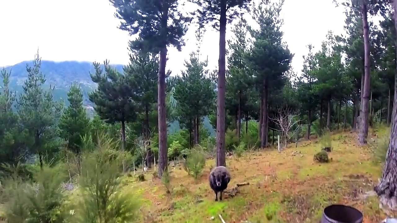 Sheep brought down the drone