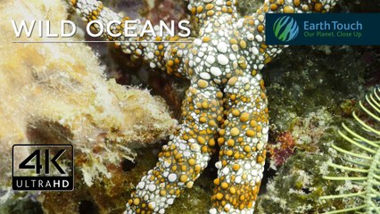 Eel on the hunt & creepy-looking sea cucumber in 4K