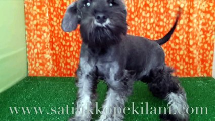Satılık Minyatür Schnauzer Yavru 05412625843