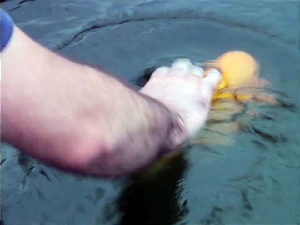 Kendini köpek sanan balık