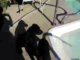 labrador retriever puppy retrieving ball from swimming pool