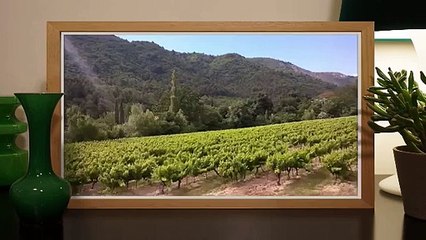 Vignes en Vaucluse