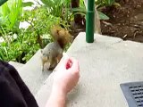 Feeding A Squirrel By Hand