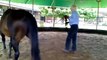 Sugar Ray  van Stichting Paard in Nood in therapiecentrum in DL, dag 1
