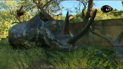 Afrodisíacos, Magia ou Medicina - Documentário Completo