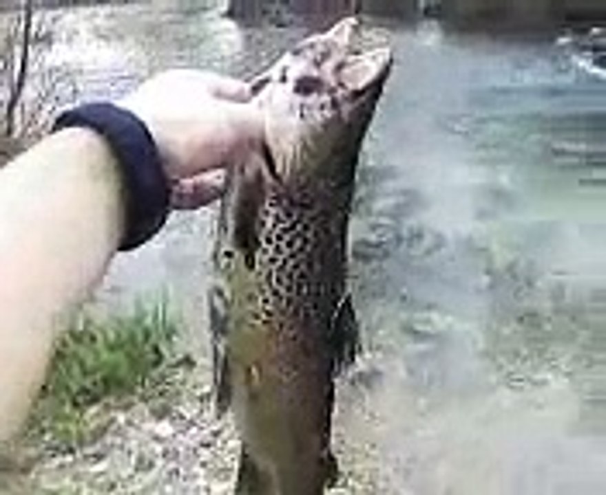 PESCA TROTA MARMORATA