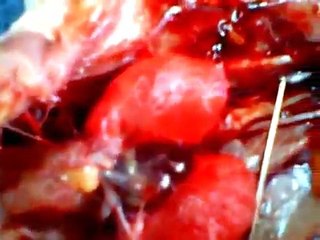 Biology Frogs Experiment - Respiration | marine biology, | biology projects, | biology topics,