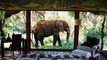 Makanyane Safari Lodge :  Madikwe Game Reserve, South Africa