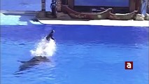 Blackfish, la película que Seaworld y Loro Parque no quieren que veas