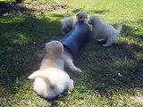 Golden Retriever Puppies Great Fun With Plastic Tube