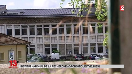 Enquête ouverte après l'apparition d'un agneau génétiquement modifié dans la chaîne alimentaire