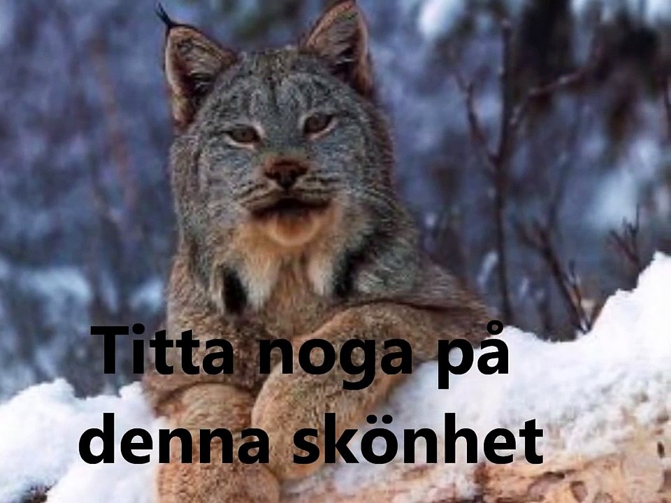 Lodjur.wmv