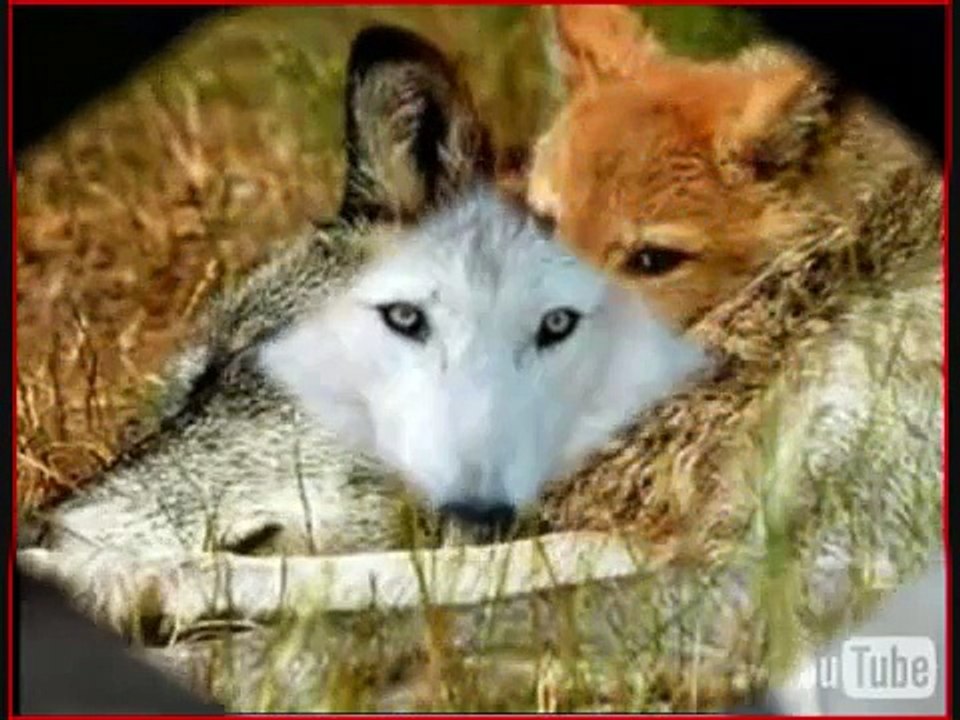 LA MORT DU LOUP